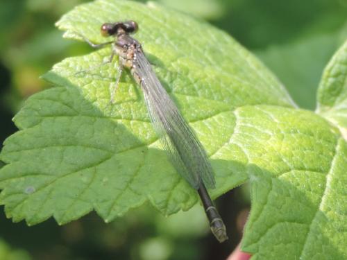 Réf. 360 147 : Erythromma viridulum
